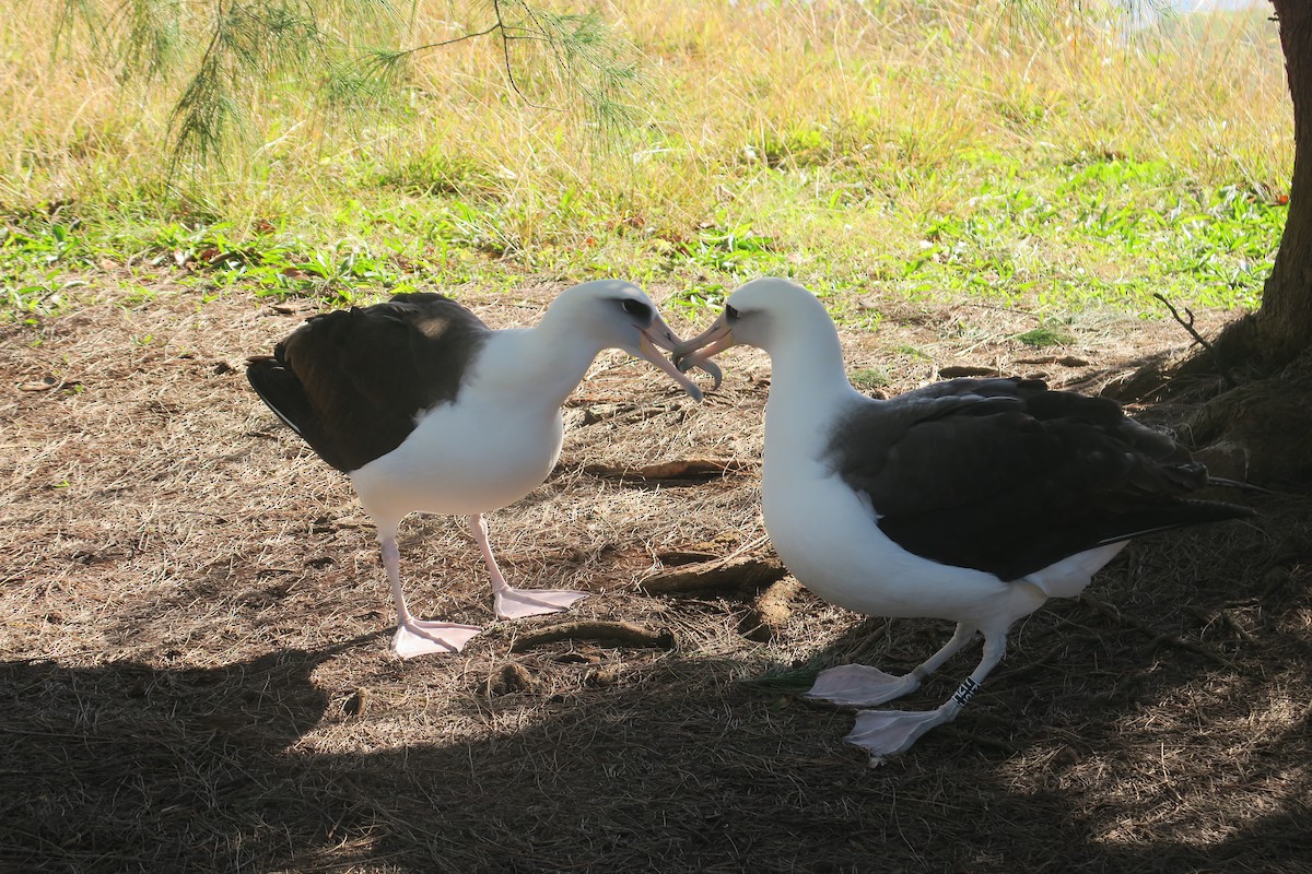 Laysan Albatross - Michael Simmons