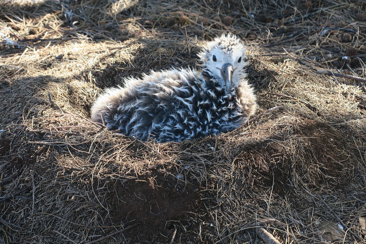 albatros laysanský - ML614842336