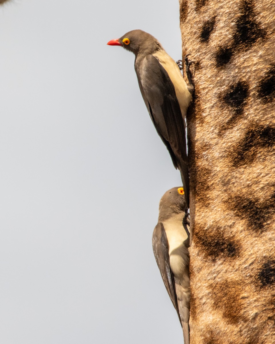 Red-billed Oxpecker - Nathan Mixon