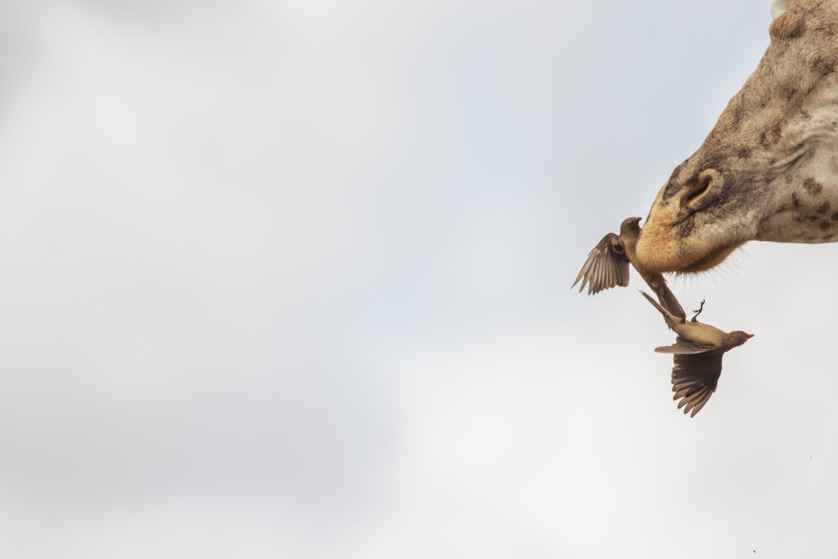 Red-billed Oxpecker - Nathan Mixon