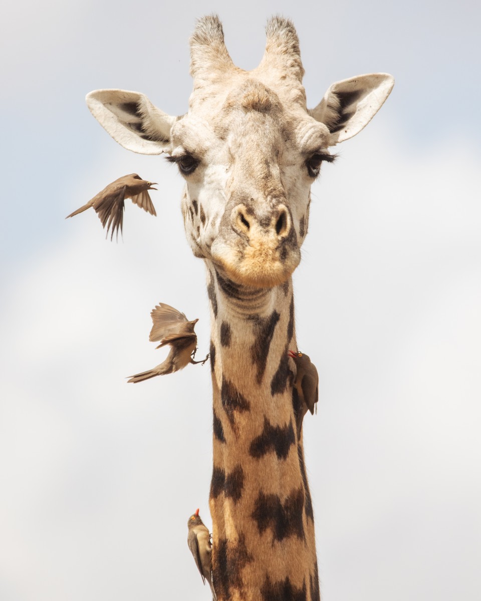 Red-billed Oxpecker - Nathan Mixon