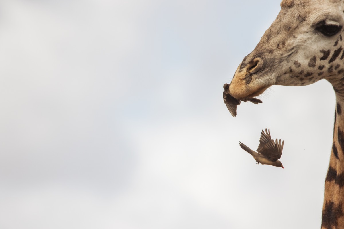 Red-billed Oxpecker - ML614842352