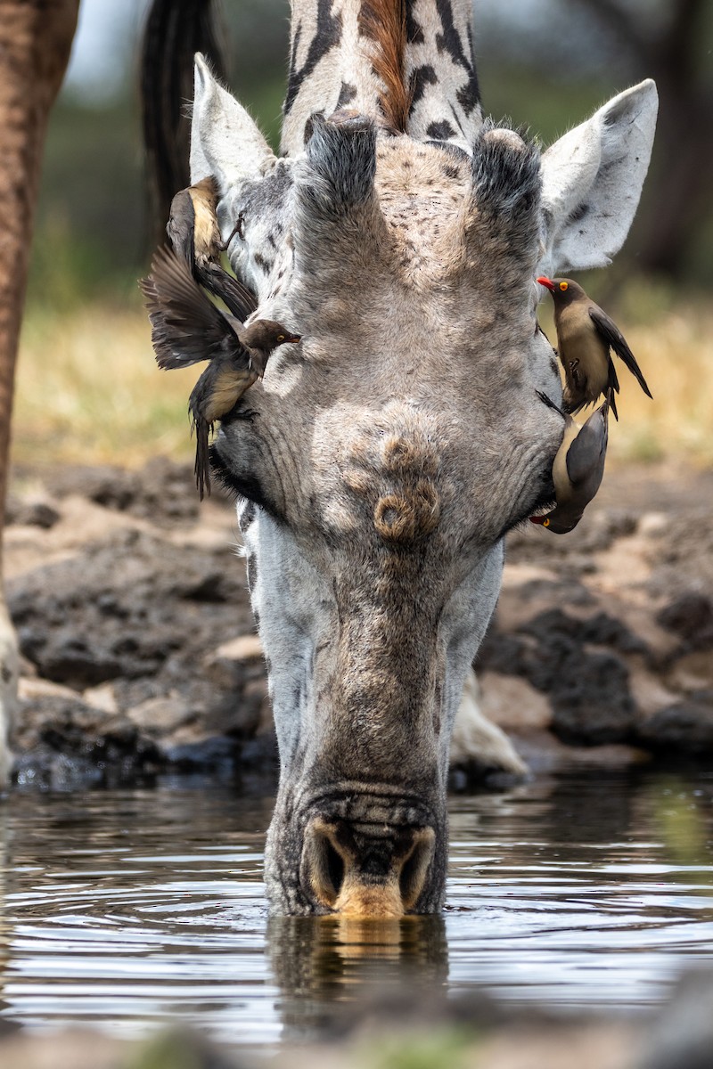 Red-billed Oxpecker - Nathan Mixon