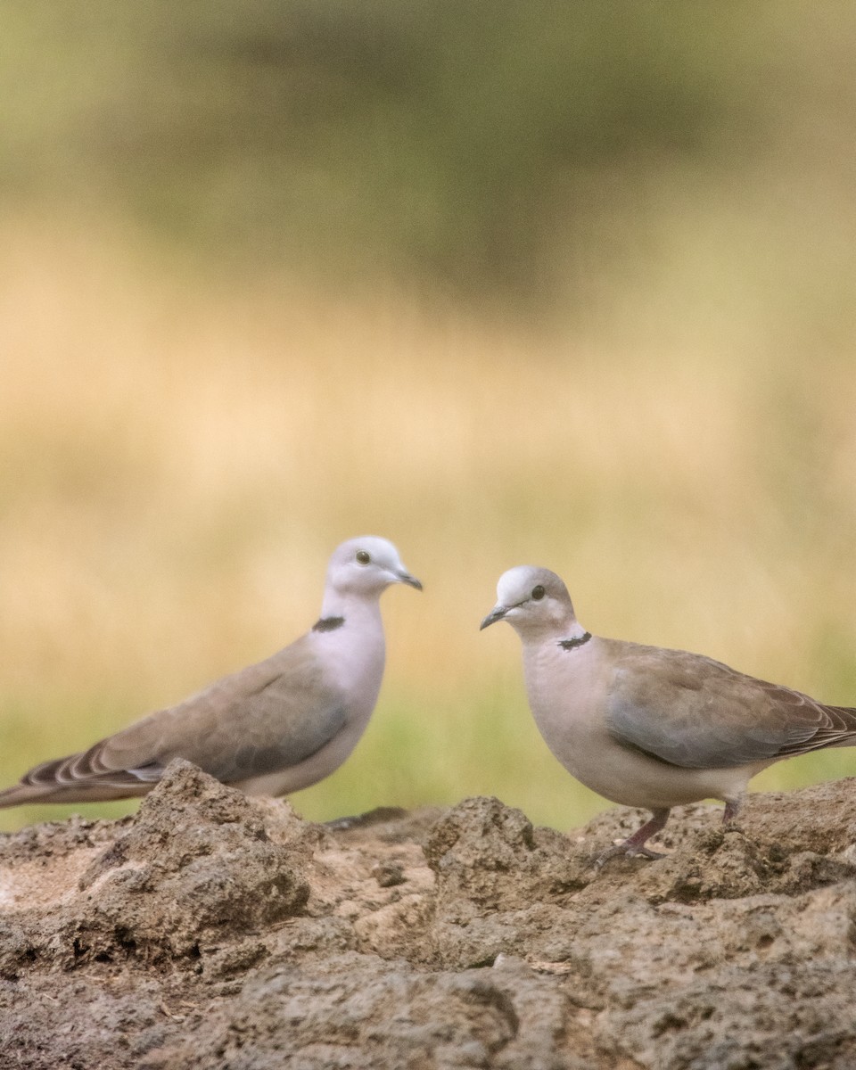 Ring-necked Dove - ML614842363