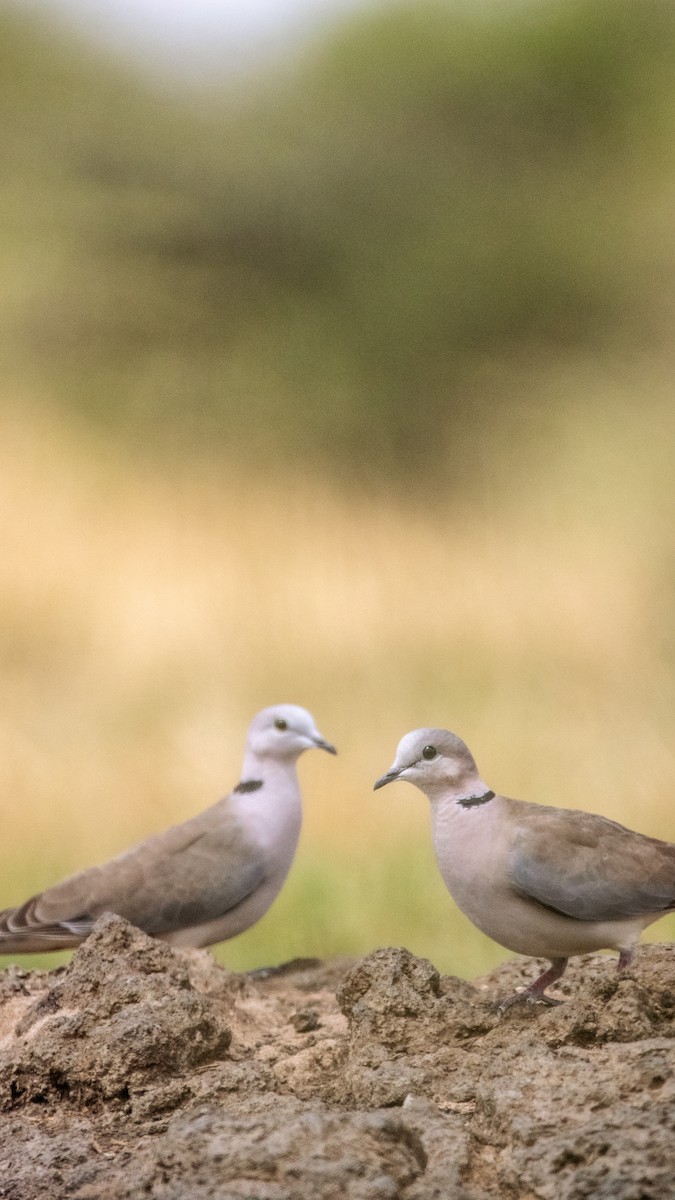 Ring-necked Dove - Nathan Mixon