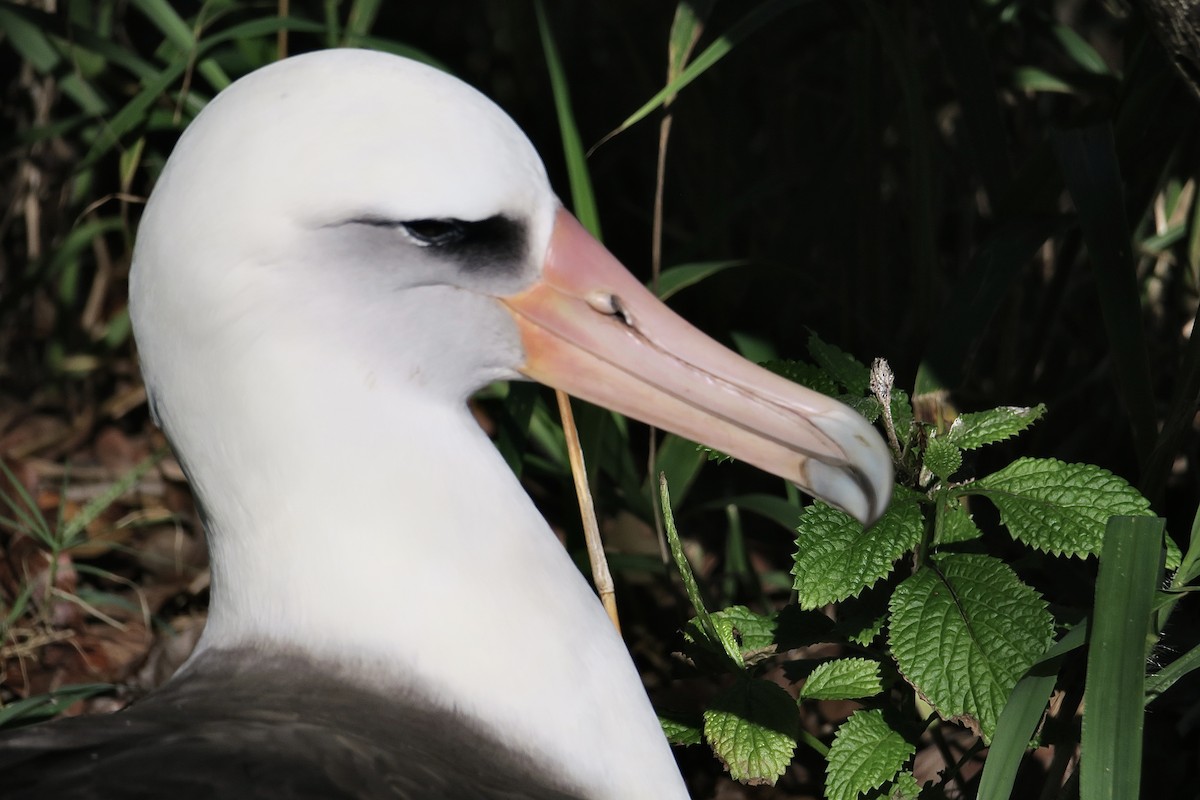 Laysan Albatross - ML614842365