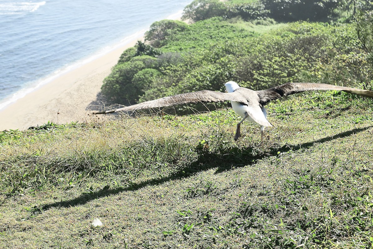 albatros laysanský - ML614842366