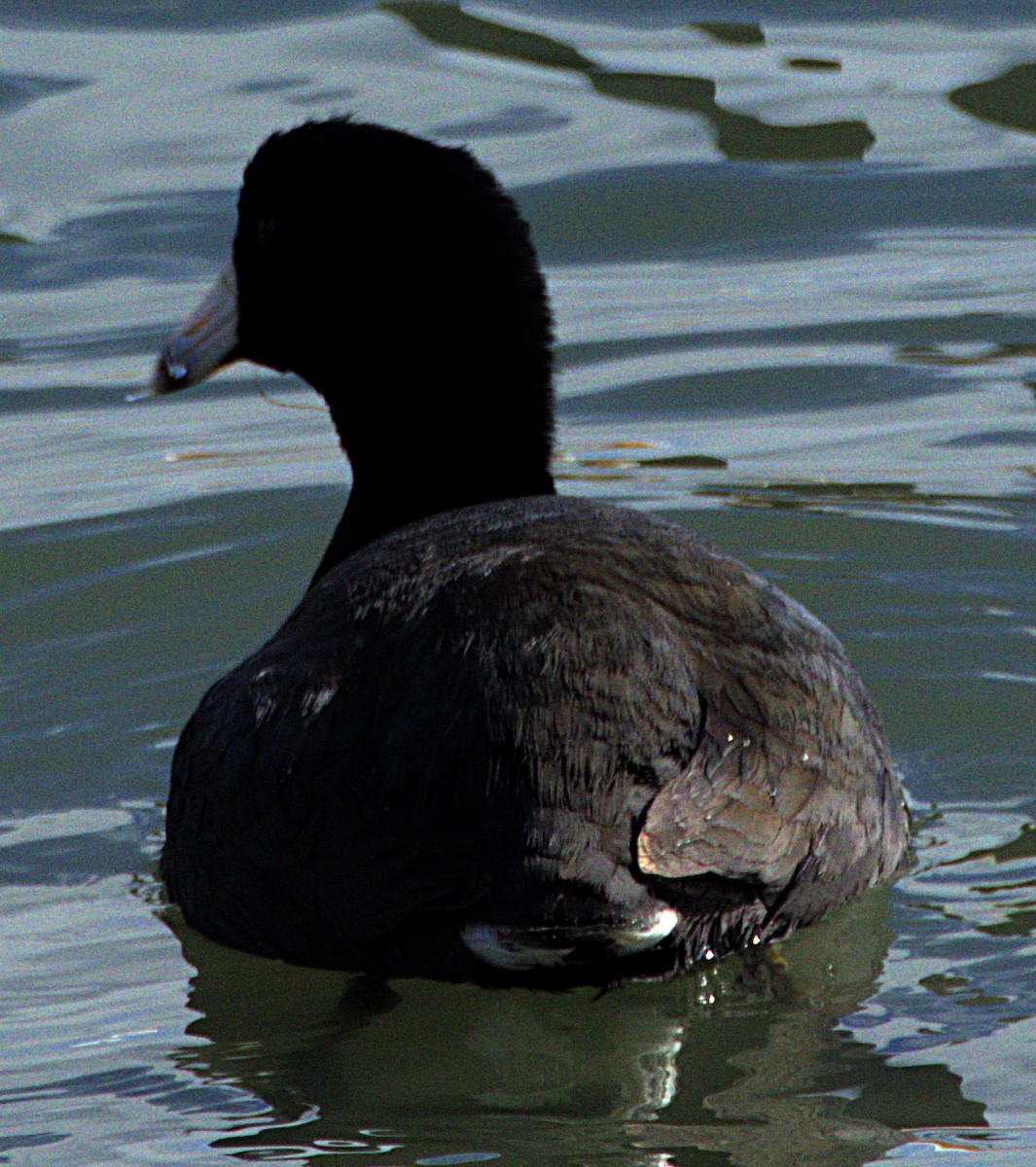 American Coot - Andrew Melnick