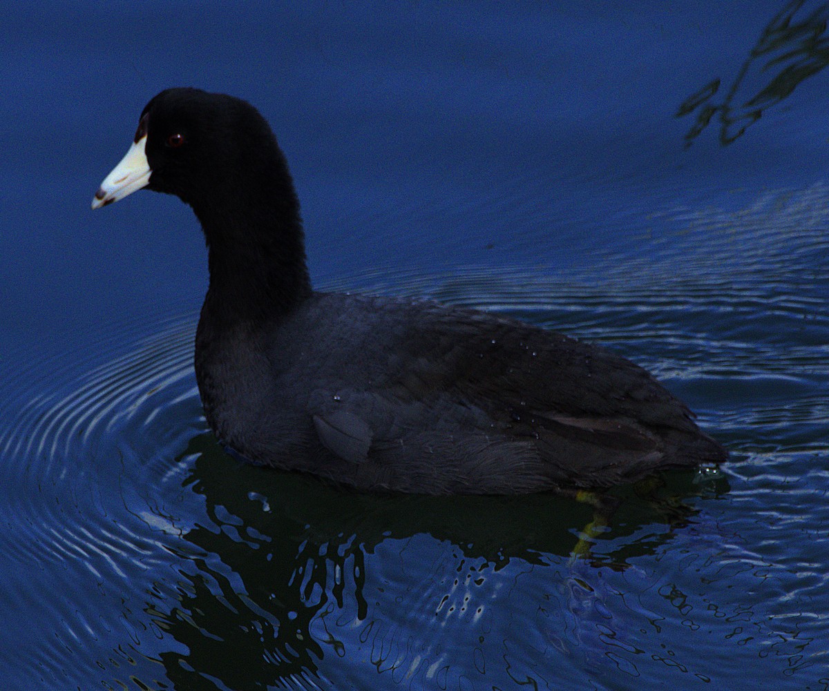 American Coot - Andrew Melnick