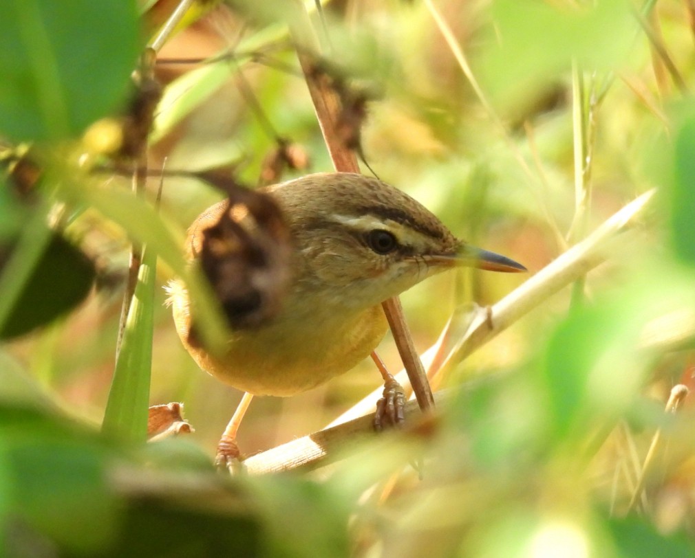 Manchurian Reed Warbler - David Diller