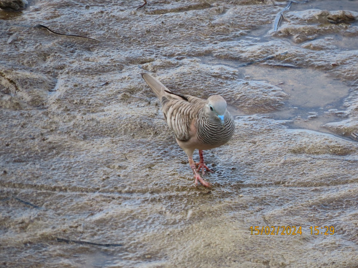 Peaceful Dove - Norton Gill