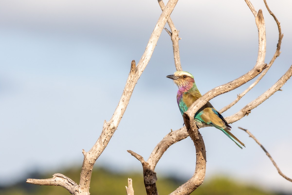 Lilac-breasted Roller - ML614842414