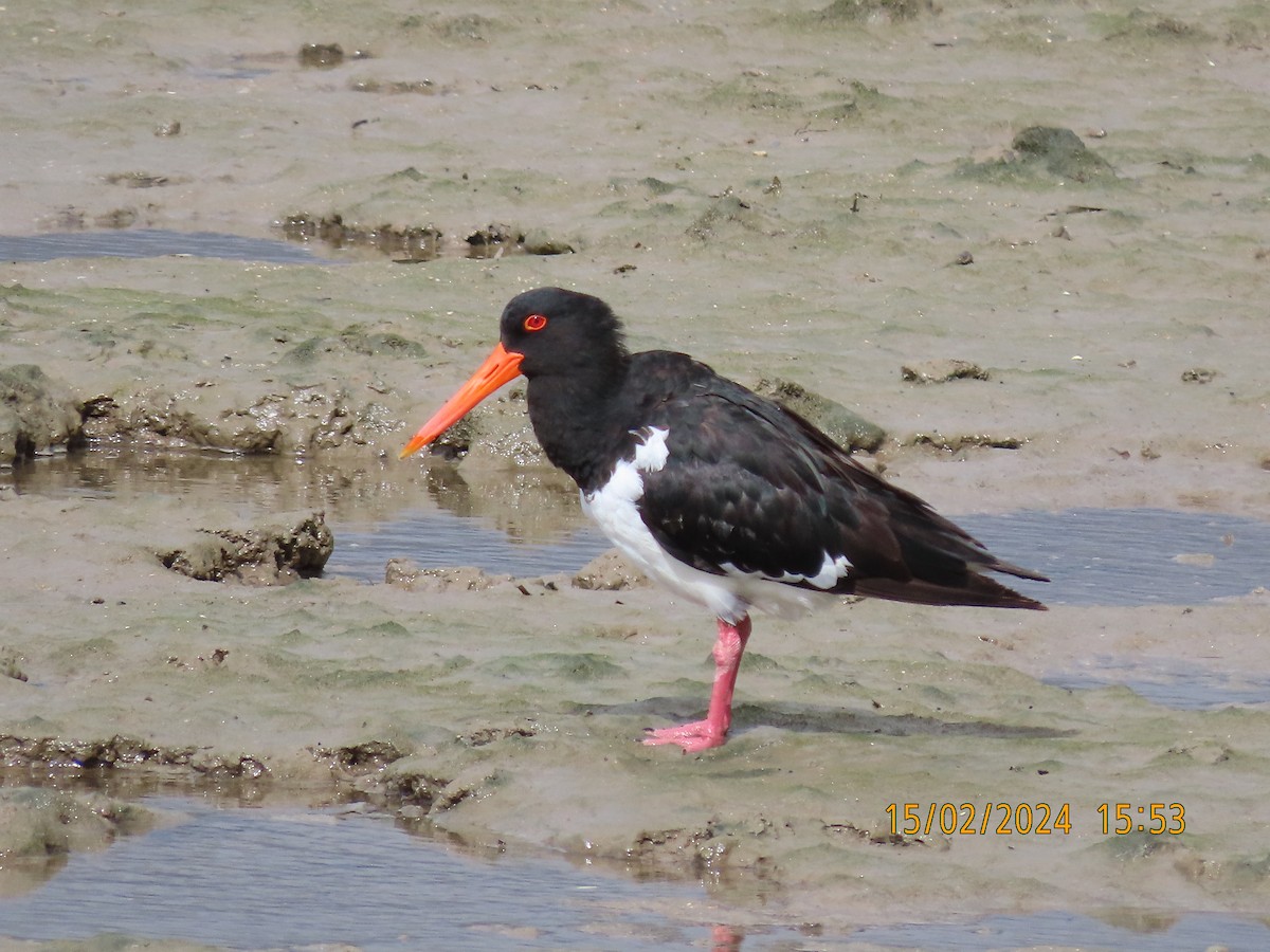 Pied Oystercatcher - Norton Gill