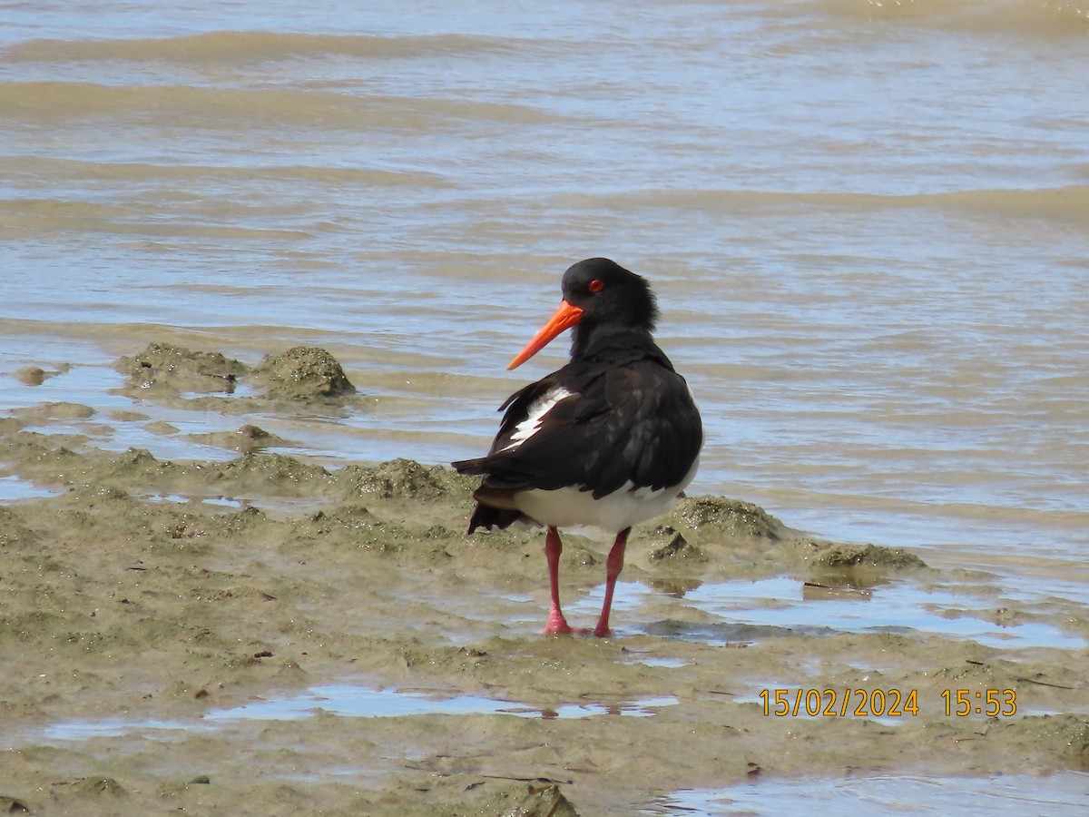 Pied Oystercatcher - Norton Gill