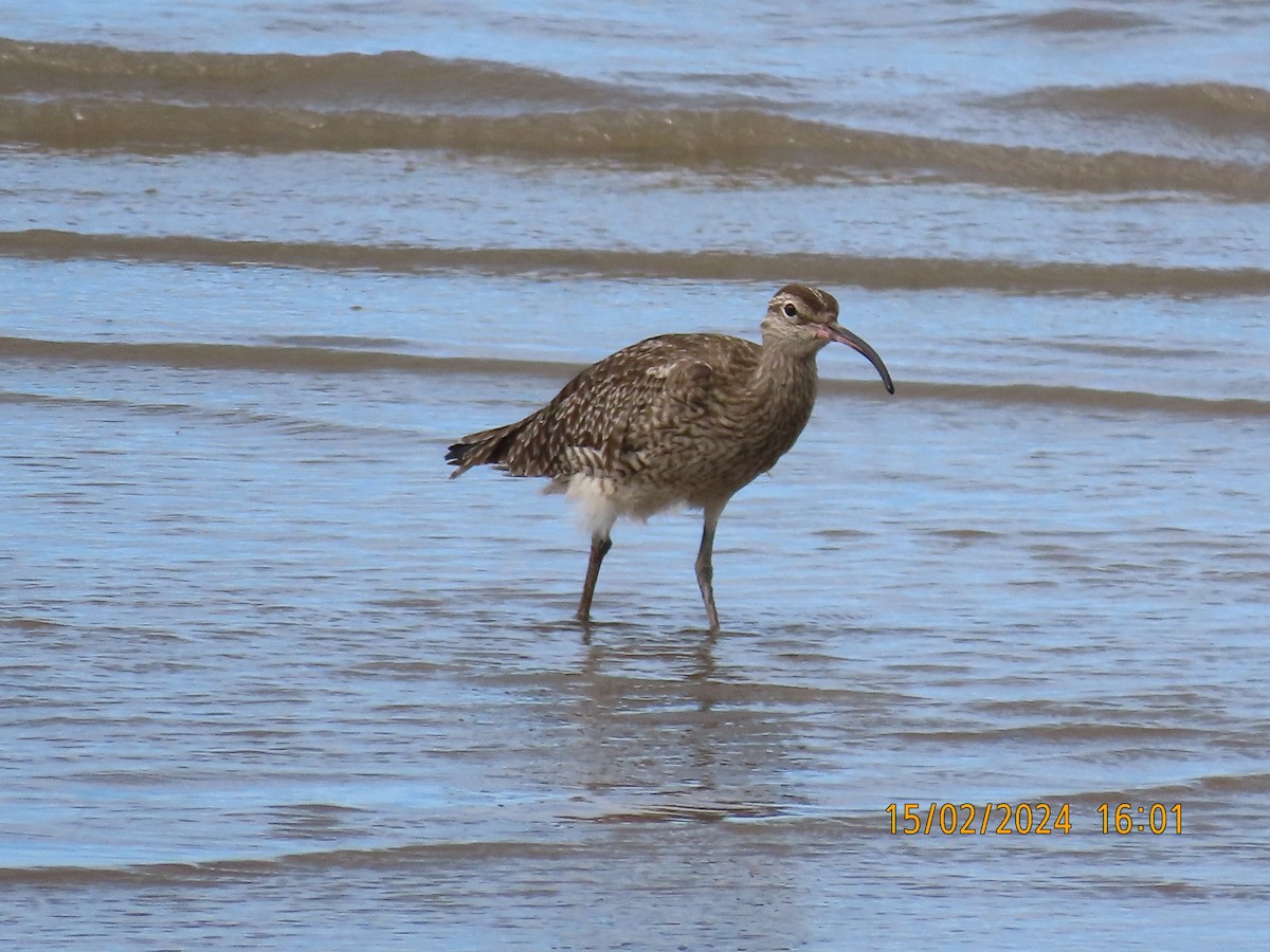 Whimbrel - Norton Gill