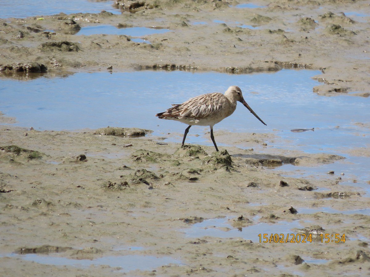 Bar-tailed Godwit - Norton Gill