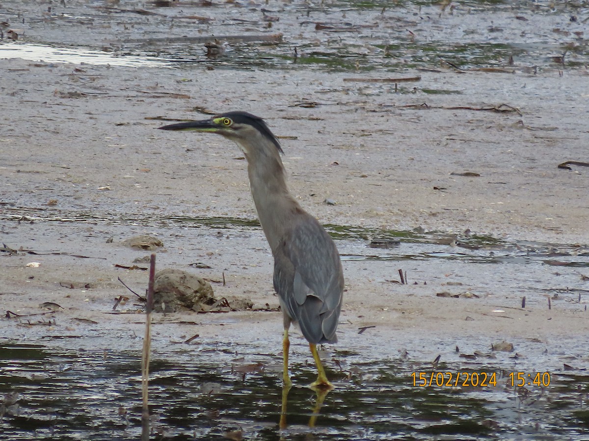 Striated Heron - Norton Gill