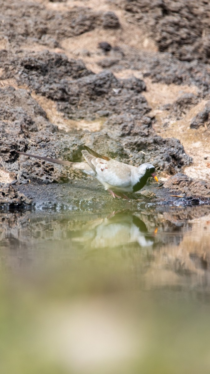 Namaqua Dove - Nathan Mixon