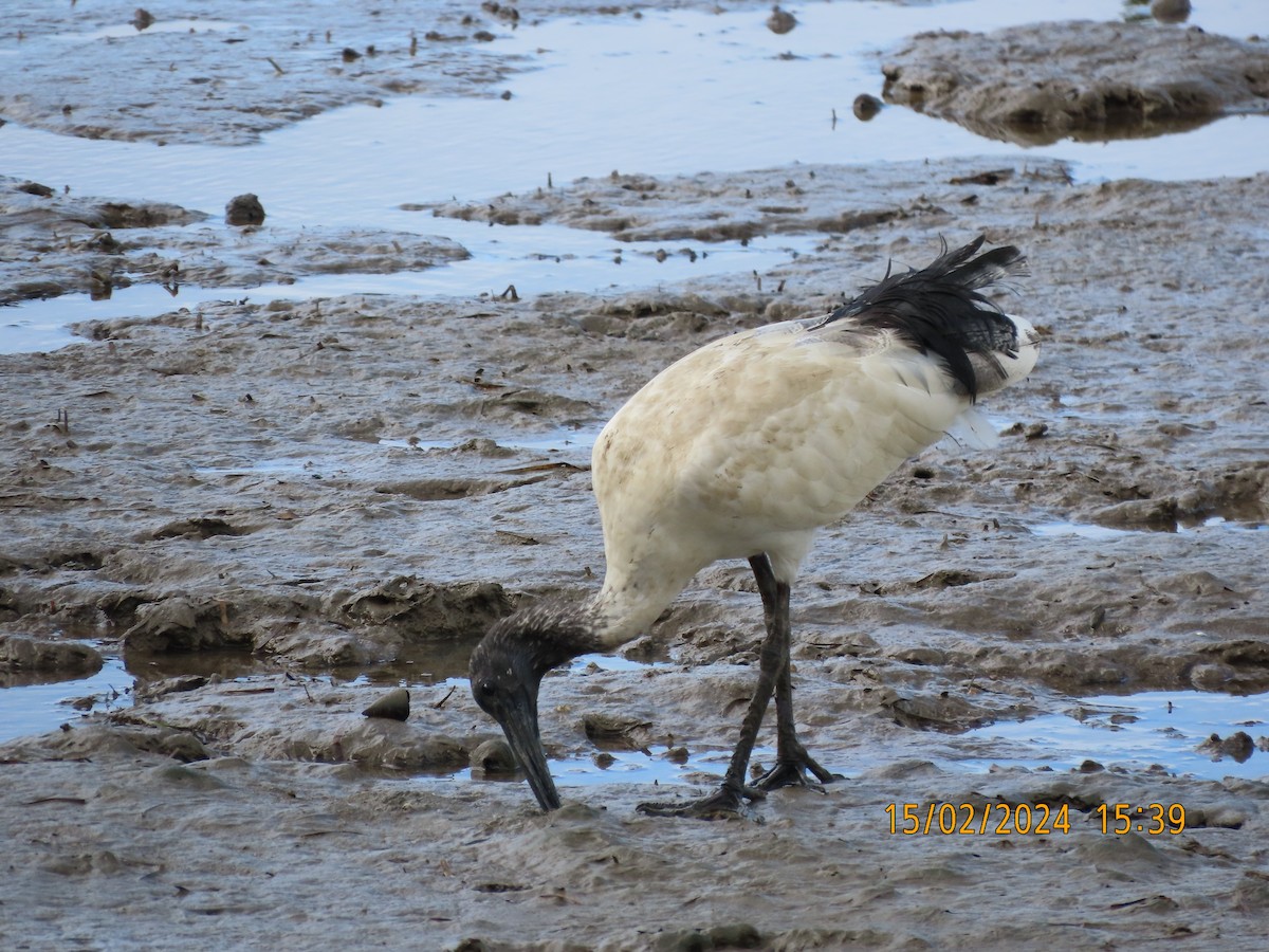 Australian Ibis - Norton Gill