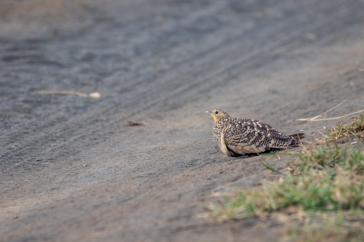 Chestnut-bellied Sandgrouse - ML614842482