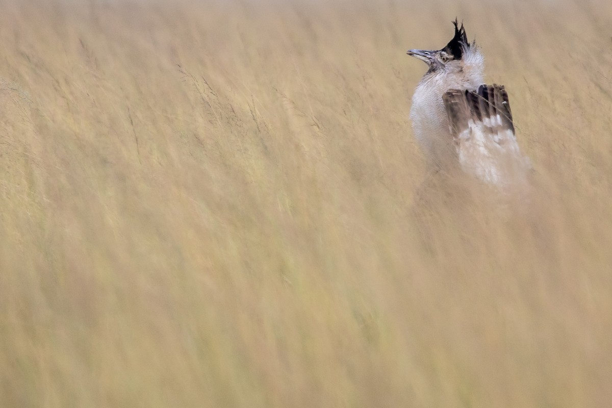 Kori Bustard - ML614842494