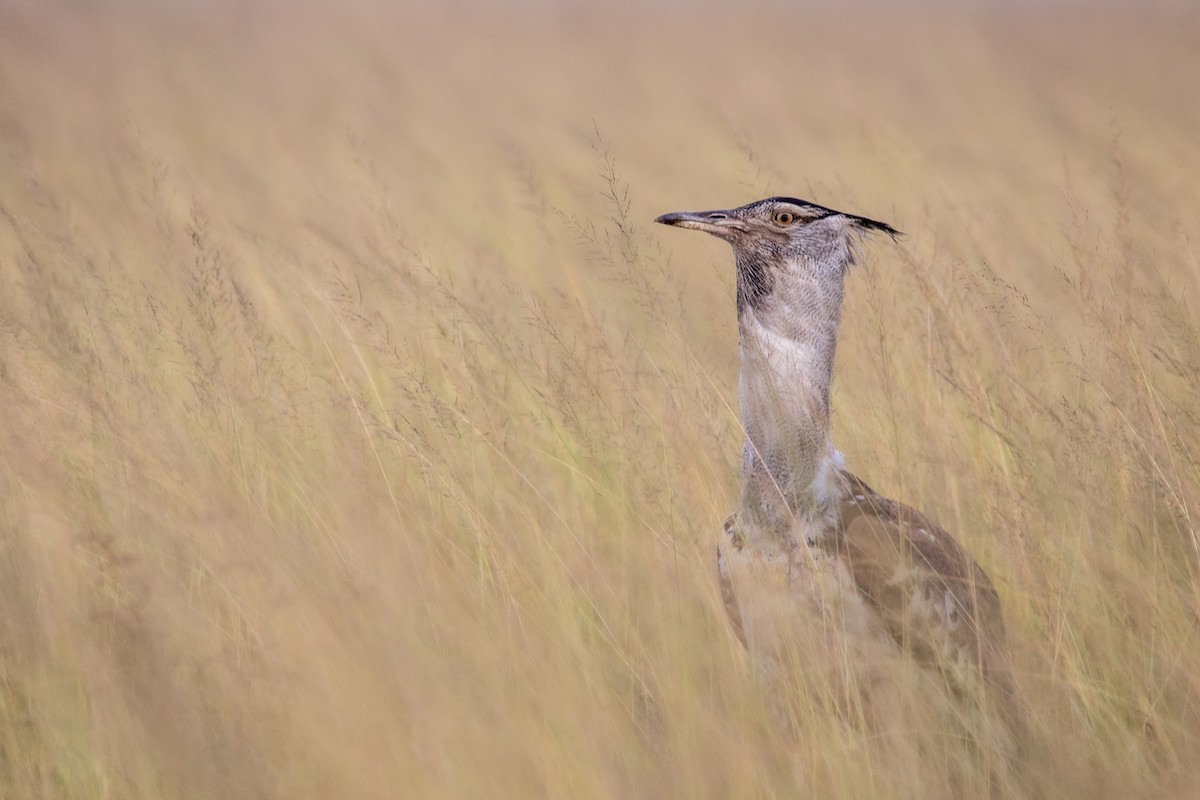 Kori Bustard - ML614842501