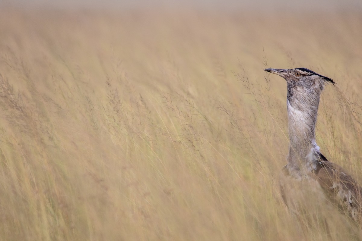 Kori Bustard - Nathan Mixon