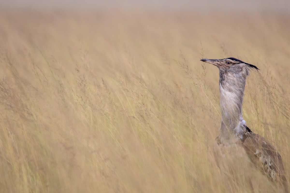 Kori Bustard - ML614842503