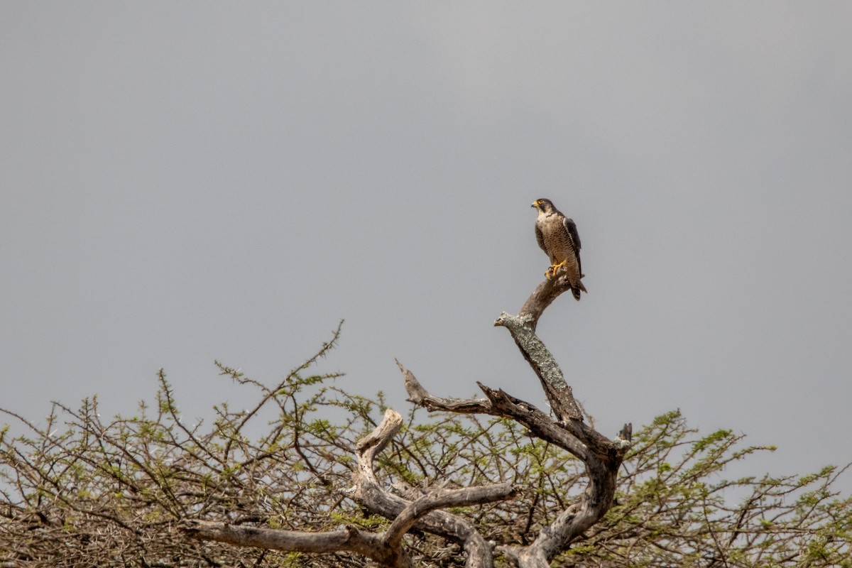 Peregrine Falcon - ML614842507