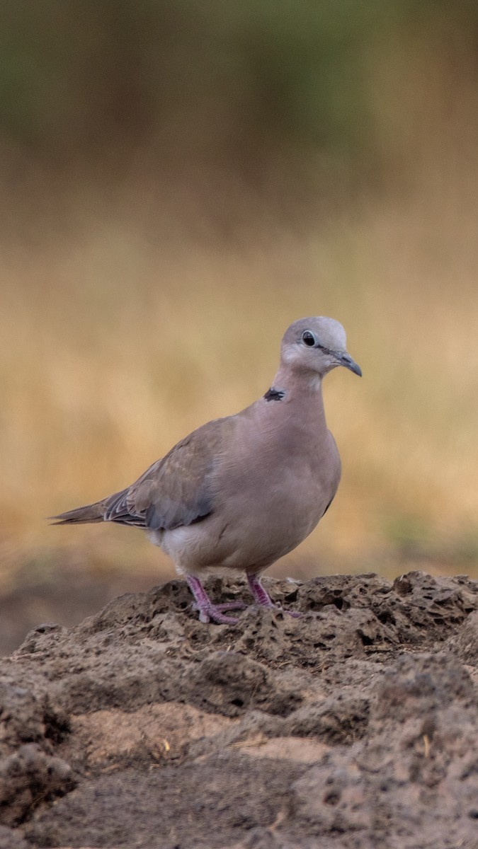 Ring-necked Dove - Nathan Mixon