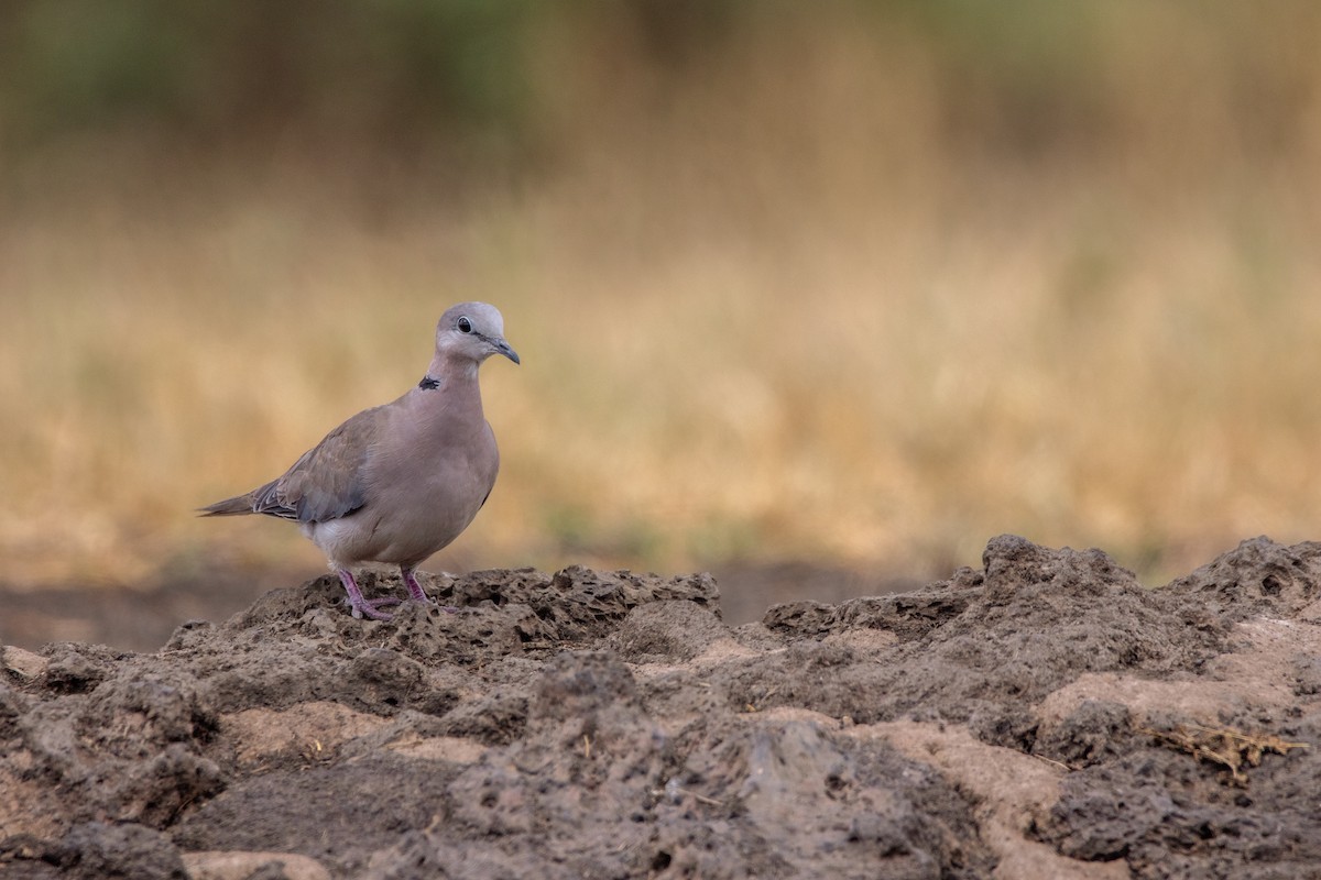 Ring-necked Dove - Nathan Mixon