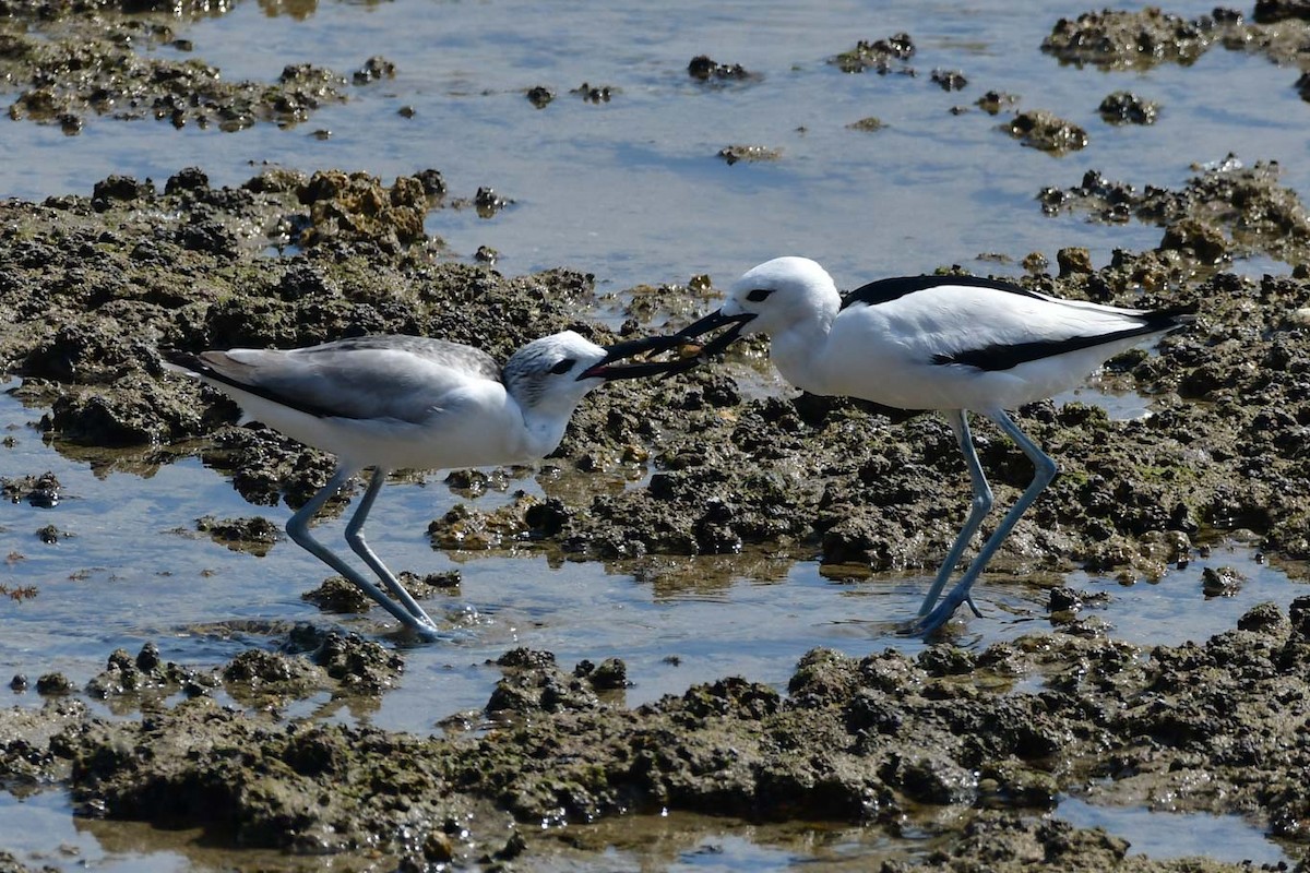 Dromas - ML614842523