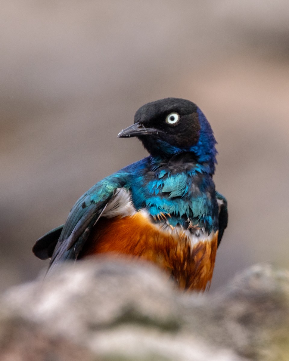 Superb Starling - ML614842527