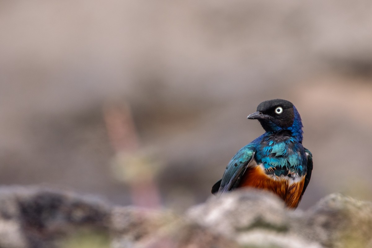 Superb Starling - ML614842529