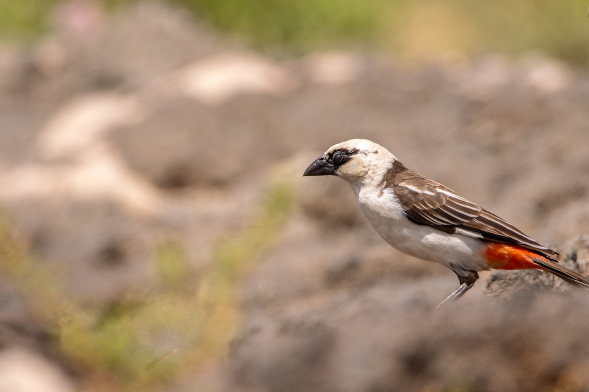 White-headed Buffalo-Weaver - ML614842531