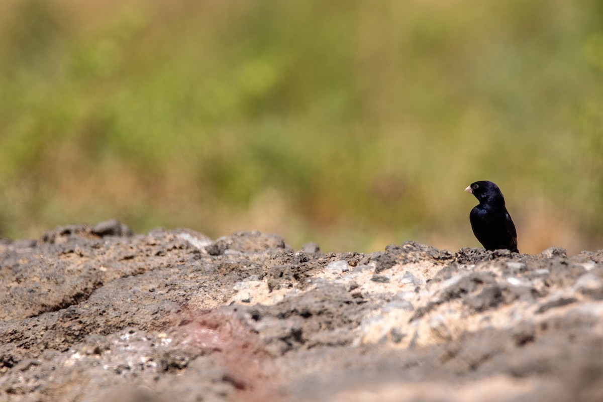 Village Indigobird - Nathan Mixon