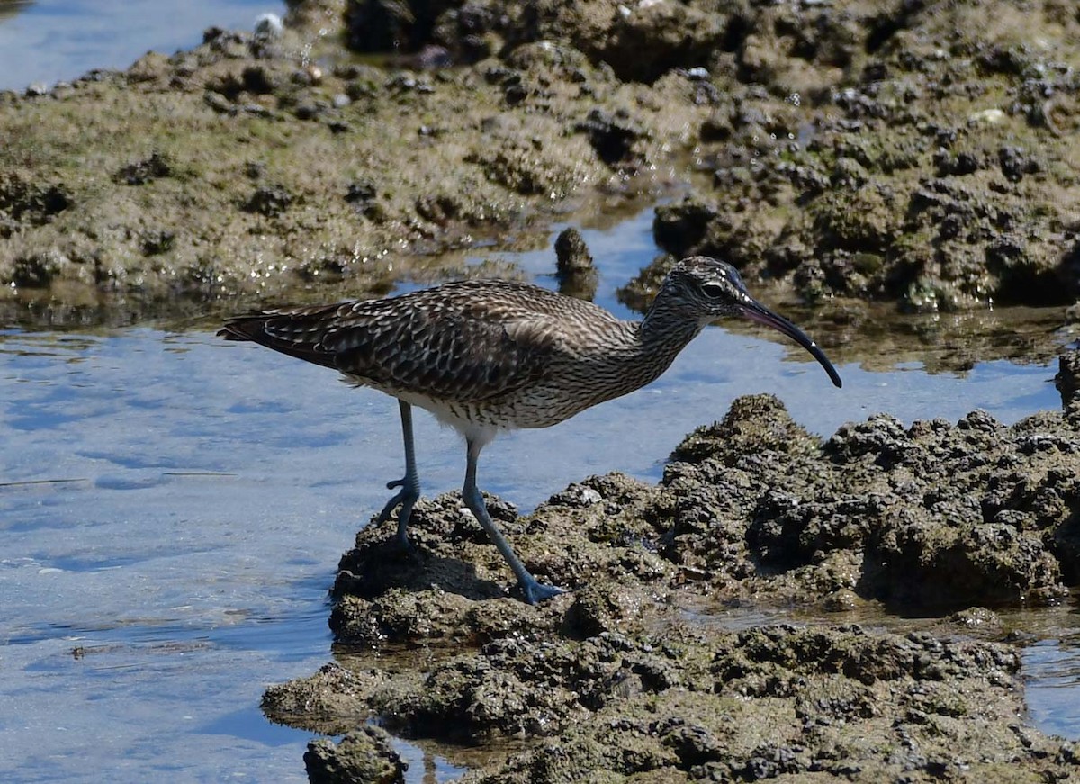 Zarapito Trinador Euroasiático - ML614842595