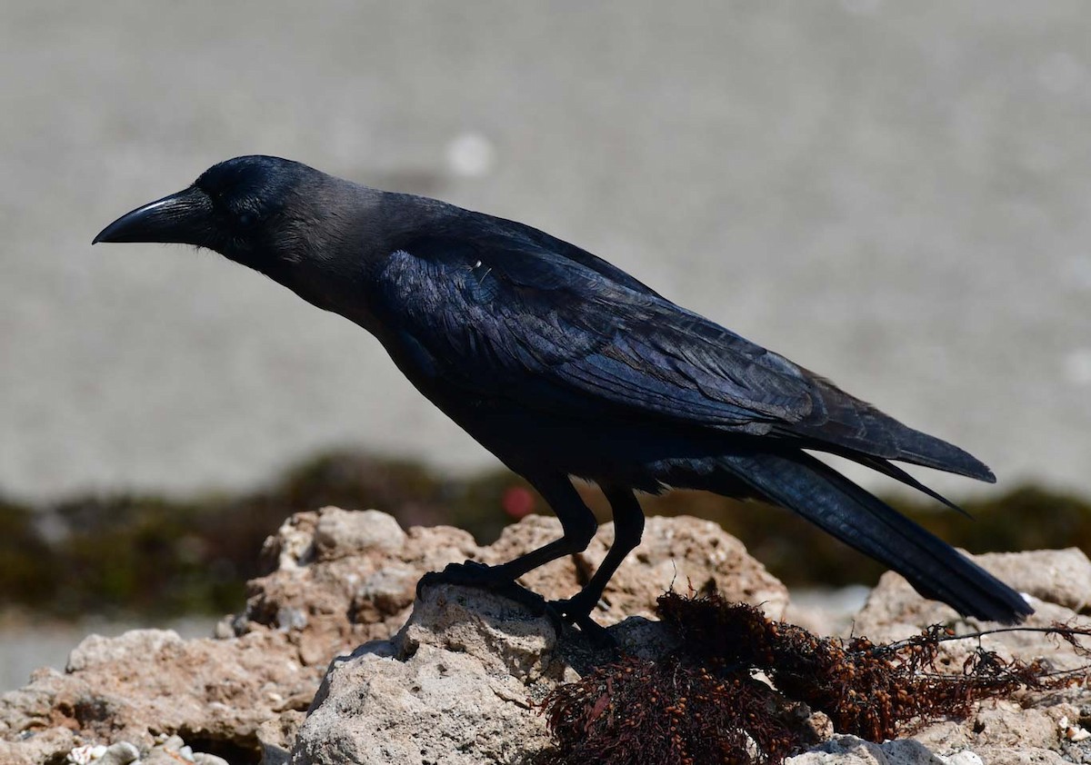 Cuervo Indio - ML614842621