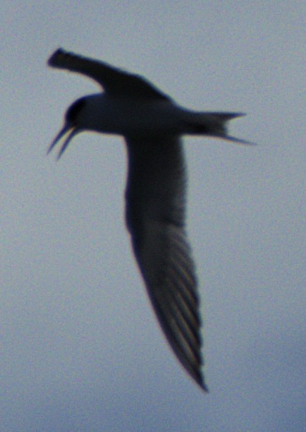 Forster's Tern - ML614842667