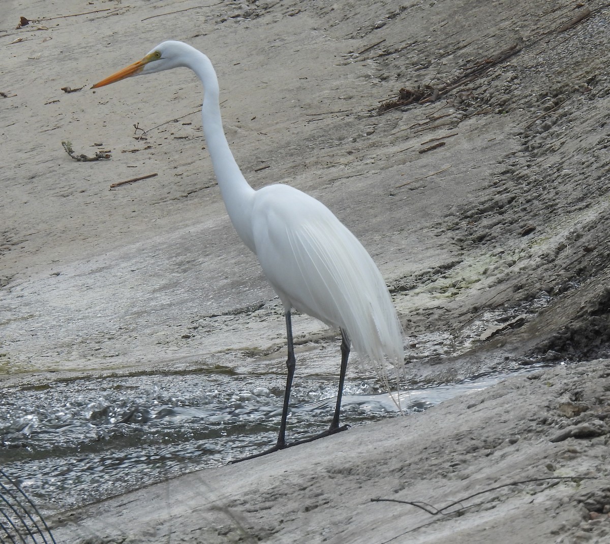 Great Egret - ML614842675