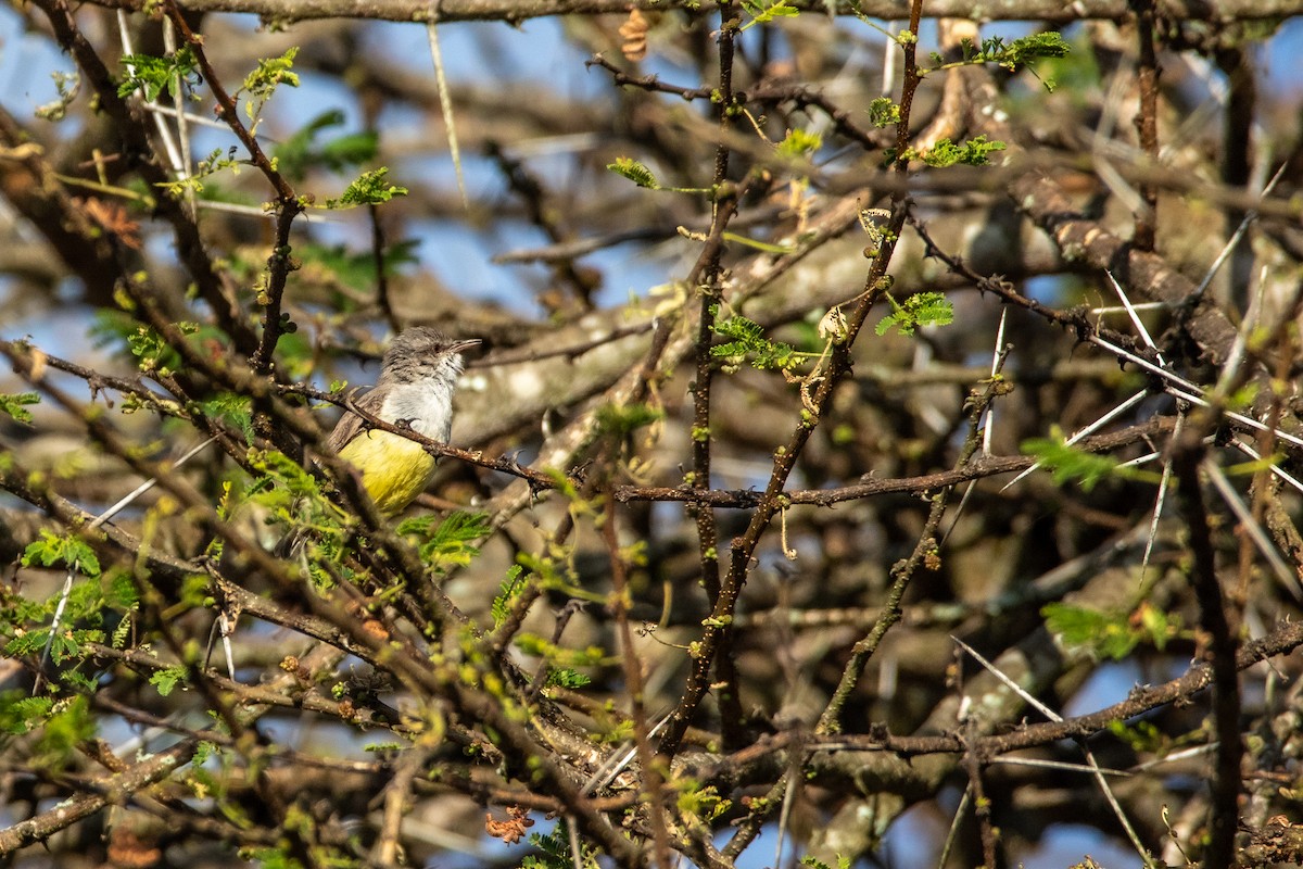 Yellow-bellied Eremomela - Nathan Mixon