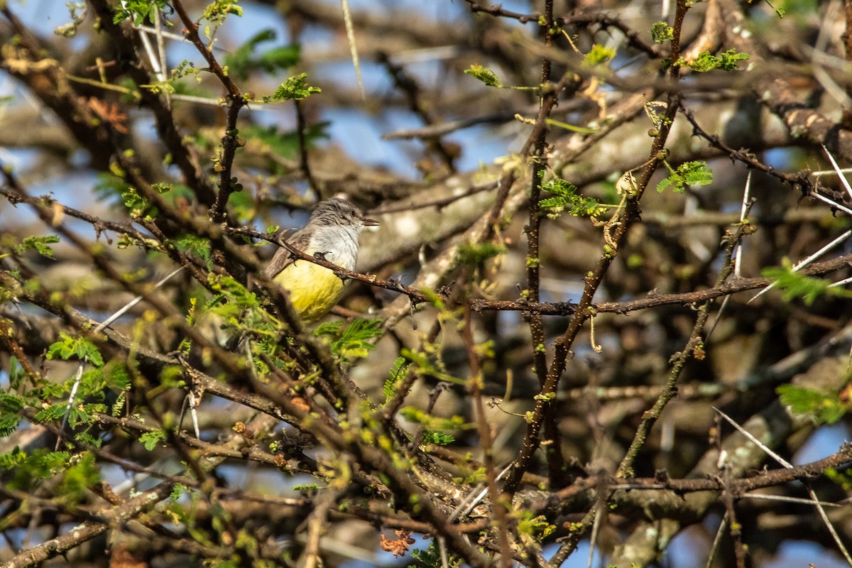 Yellow-bellied Eremomela - Nathan Mixon