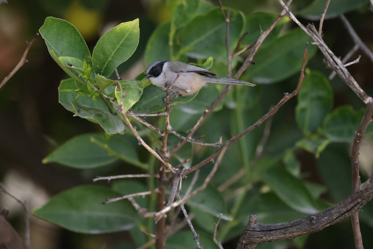 Bushtit (melanotis Group) - L. Ernesto Perez Montes (The Mexican Violetear 🦉)