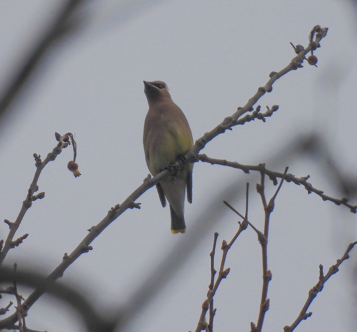 Cedar Waxwing - ML614842717