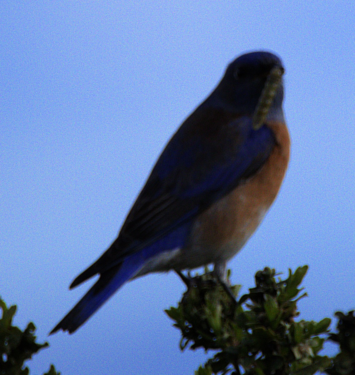 Western Bluebird - ML614842722