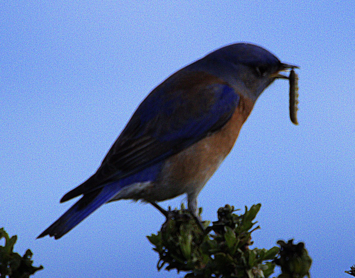 Western Bluebird - ML614842723