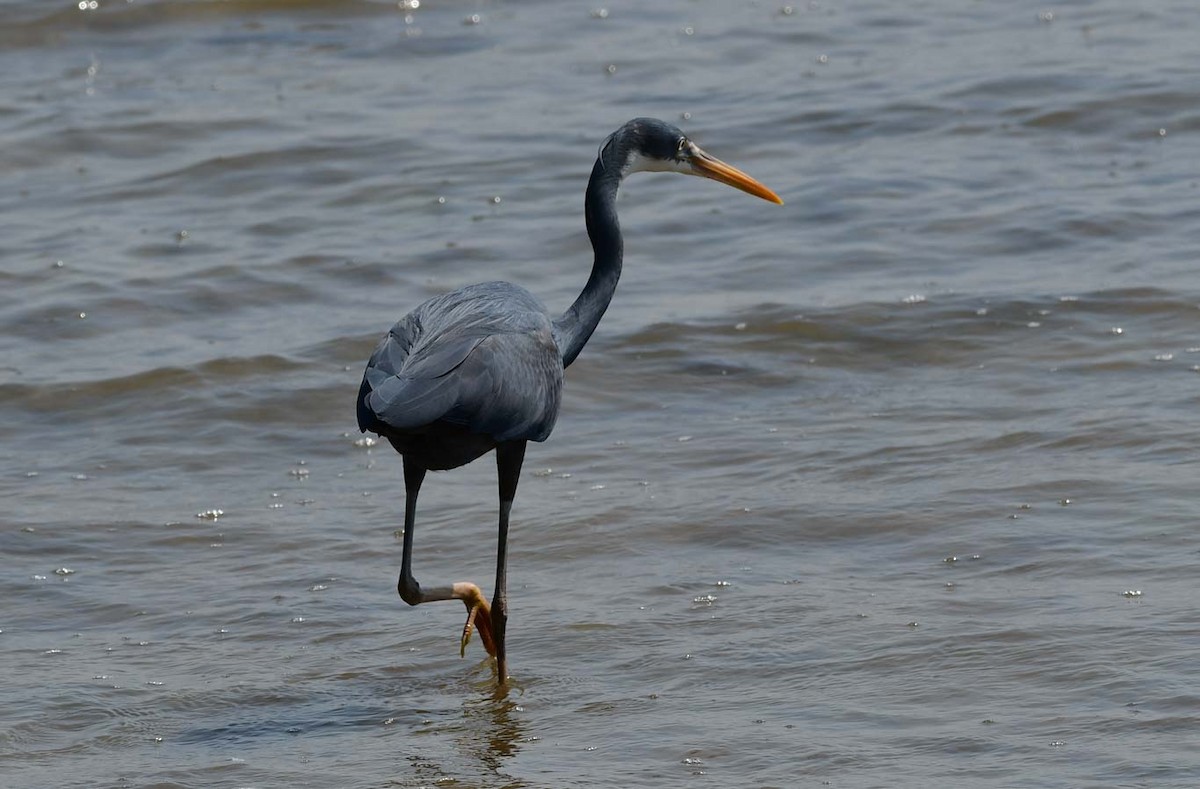 Garceta Dimorfa - ML614842735