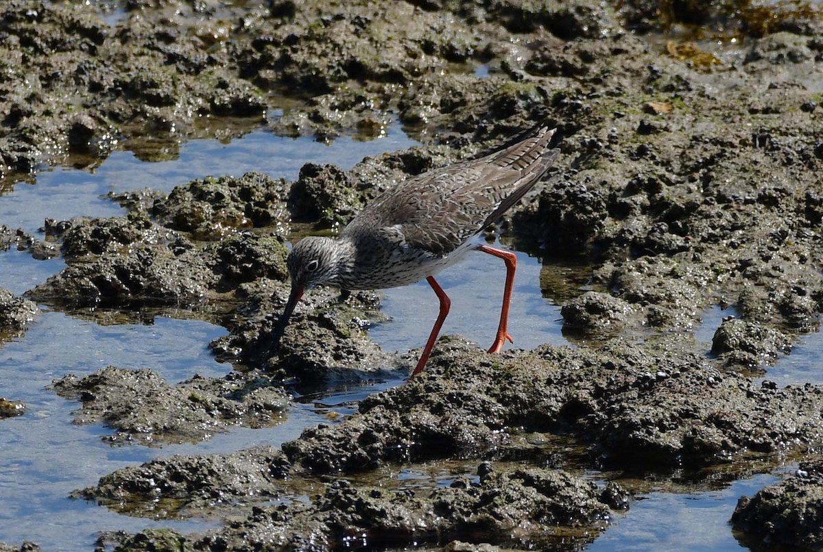 Archibebe Común - ML614842749