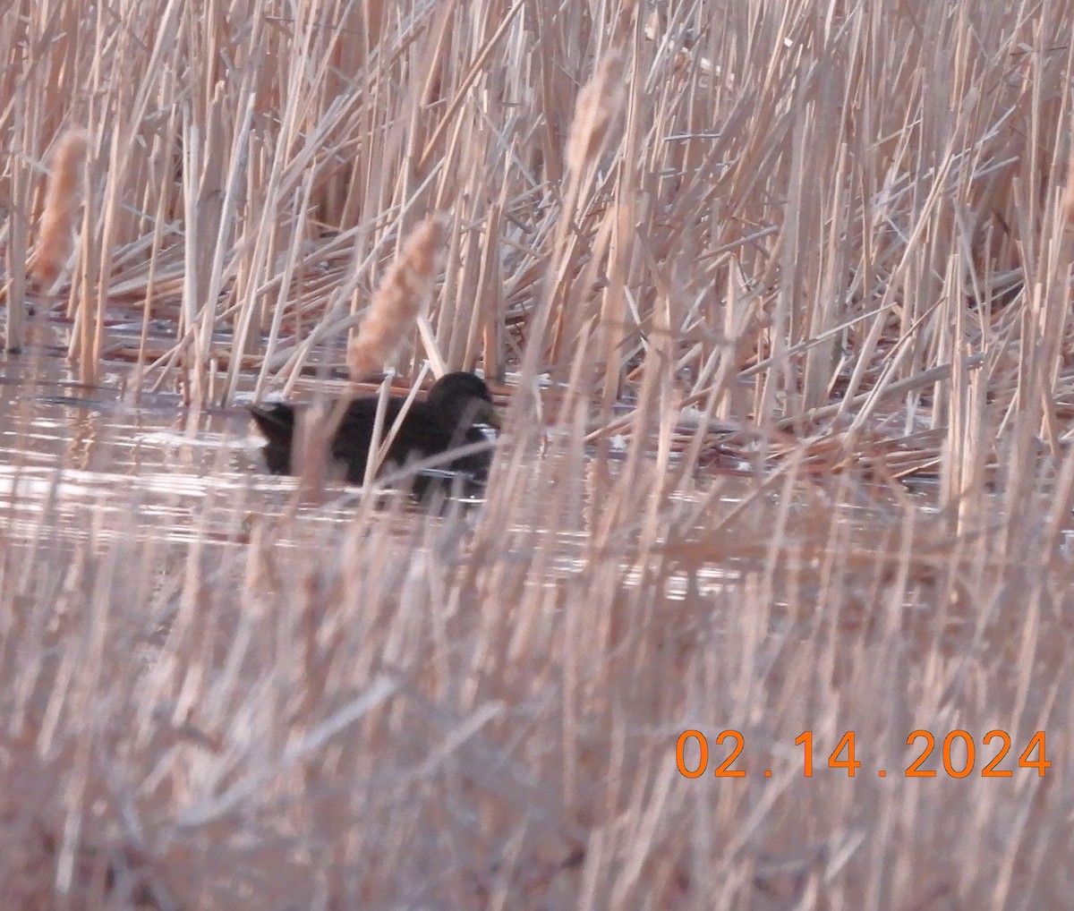 American Black Duck - ML614842754