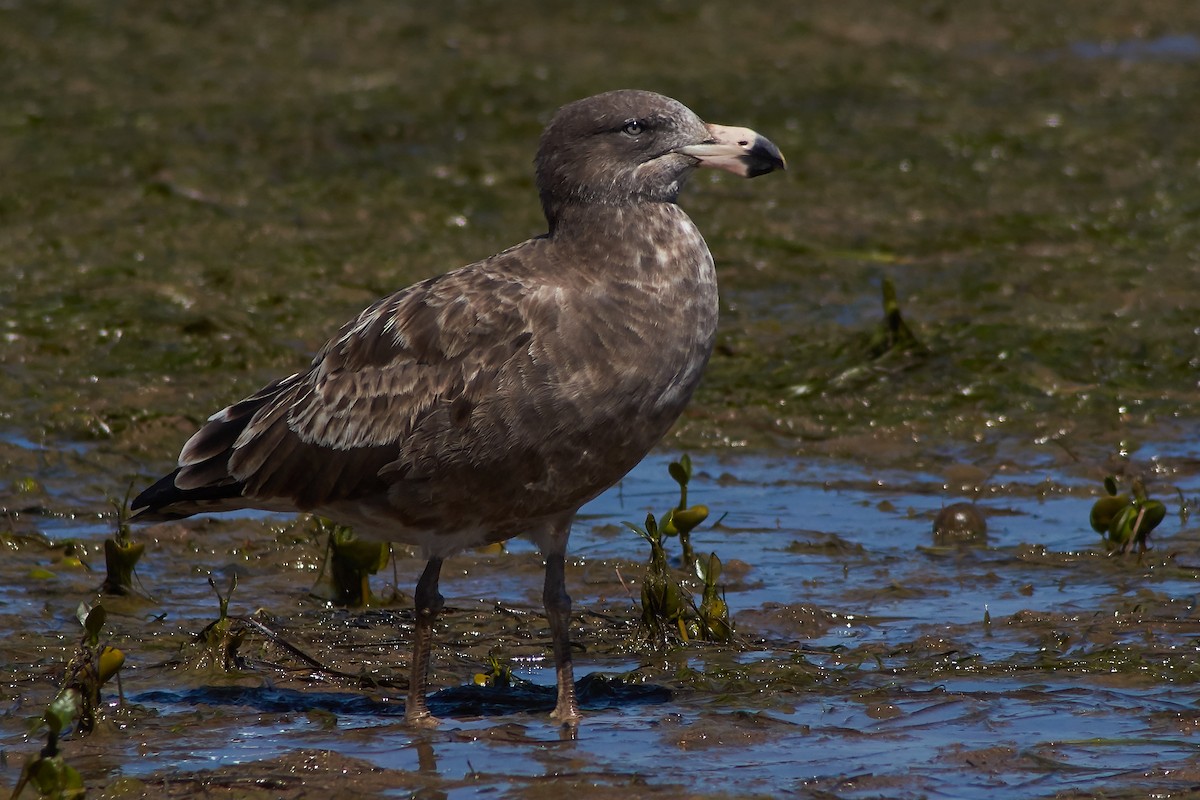 Pacific Gull - Sara Young